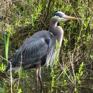 Meet your Posher, Debbie